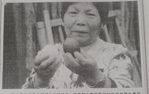 六橫；鴨子生下茶葉蛋