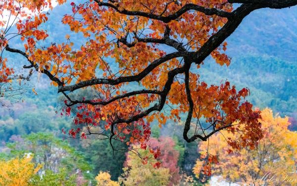 安徽又又又又又紅了 安徽又又又又又紅了