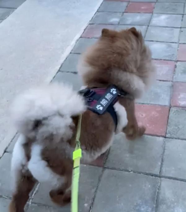 主人養了一隻鬆獅犬，2年後越洗越白變成牛奶巧克力：被調包了