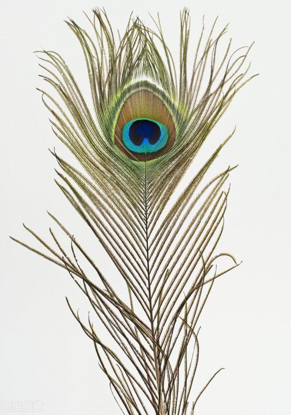 手機桌布‖美麗的孔雀