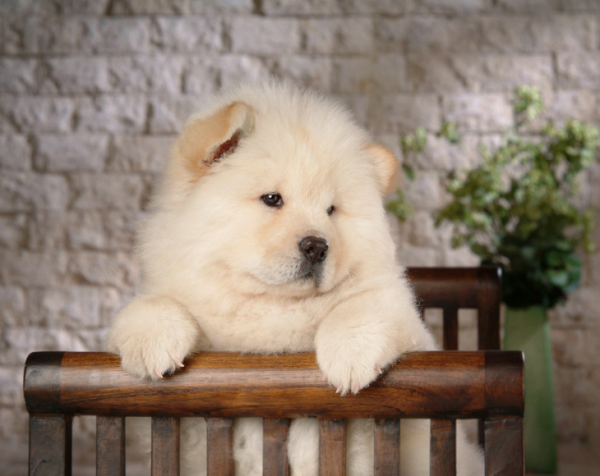 如何護理鬆獅犬的毛髮？這幾點要做好