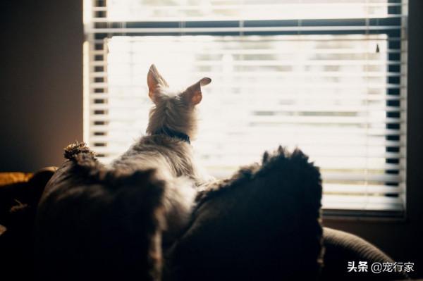 為什麼中大型犬更需要磨牙棒？精力更旺盛，拆家更能幹