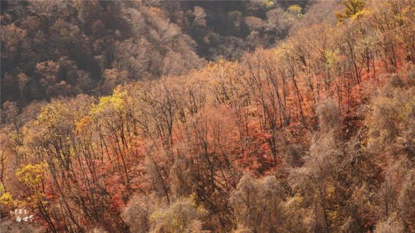 又快到了去本溪賞楓的季節，楓林谷是我退休以後每年都要去的地方