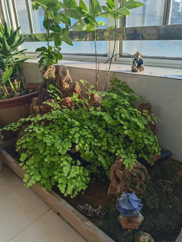 冬日裡的一片綠