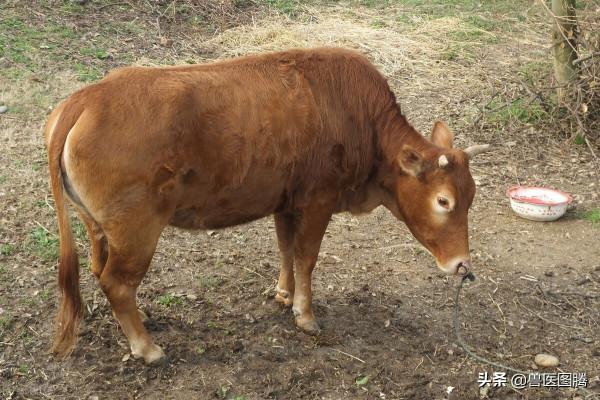 怎麼快速算出預產期,獸醫手把手教你計算實用的方法,你學會了嗎 怎麼快速算出預產期,獸醫手把手教你計算實用的方法,你學會了嗎