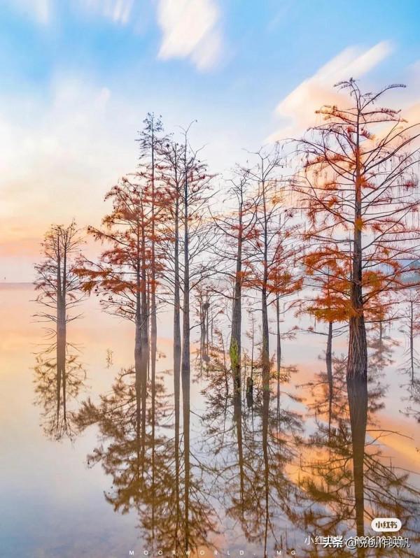 浙江紅杉林景點