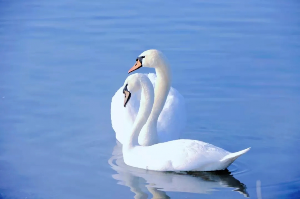 快來圍觀，愛與和平的守護者，情人節出來秀恩愛啦