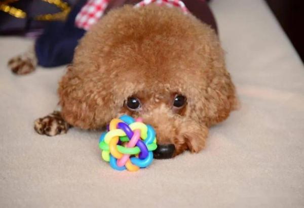 泰迪犬走丟了,一般會躲哪裡?有可能是這幾個地方 泰迪犬走丟了,一般會躲哪裡?有可能是這幾個地方