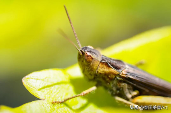 教程丨少兒美術課程《昆蟲記》
