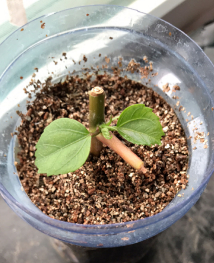 秋天到，花多多也該準備上了，早點用上開花多