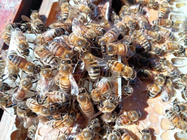 與義大利蜜蜂的一次親密接觸 與義大利蜜蜂的一次親密接觸