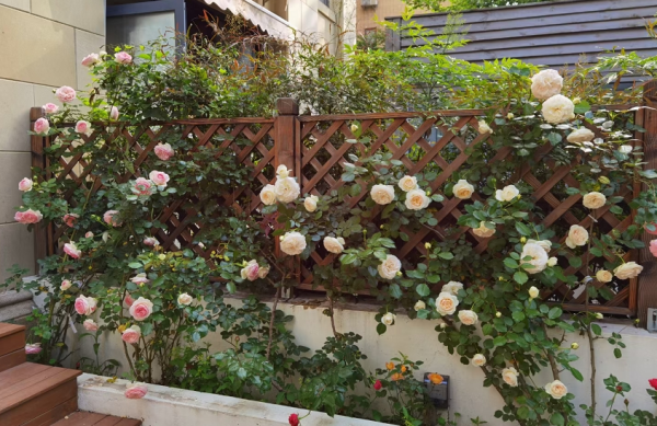 月季“平安過冬”小妙招：抓住這“3點”，來年開花更早更多