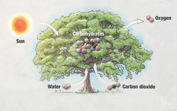 如果在100年的時間裡都沒有雨水,未來的地球上會發生什麼? 如果在100年的時間裡都沒有雨水,未來的地球上會發生什麼?