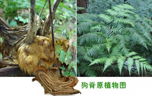 中藥知多少？&mdash;&mdash;狗脊