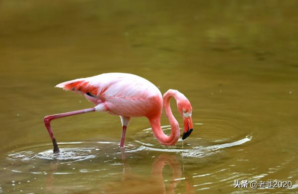 我拍的10種動物,你能認出一半就很厲害了 我拍的10種動物,你能認出一半就很厲害了