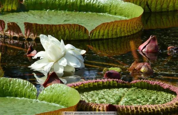 分享圖片，猶如曇花一現的王蓮開花，各種顏色，各種姿態大全