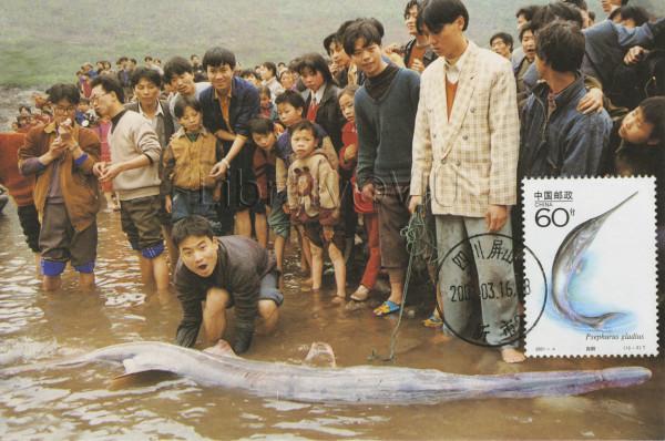 “美國白鱘”紮根中國，壽命達30多年，漏網之魚逃入千島湖？