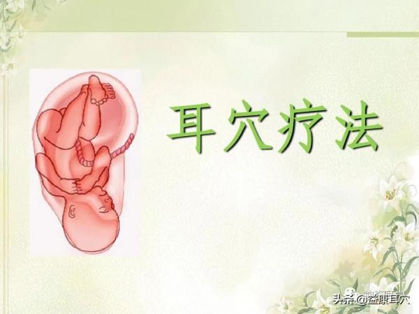 益康耳穴：耳與生物全息學說