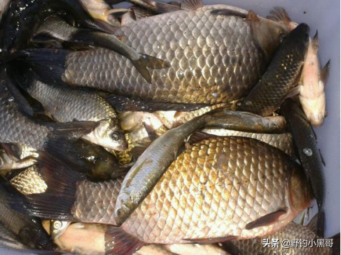 什麼釣魚人必須知道的“六同”和“六不同”解決你的疑難雜症