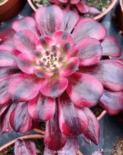 分享——不一樣的多肉