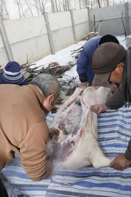 快要過年了,很多大連的農民,又要殺年豬了,你們對此是怎麼看的 快要過年了,很多大連的農民,又要殺年豬了,你們對此是怎麼看的