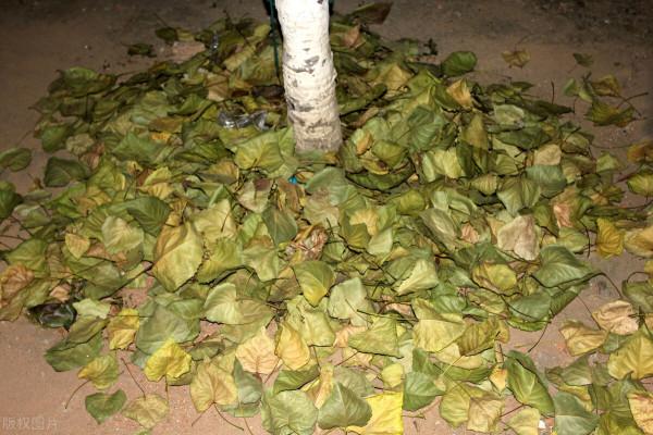 和國外一比，國內旅遊大巴車司機就是旅行社的硬傷