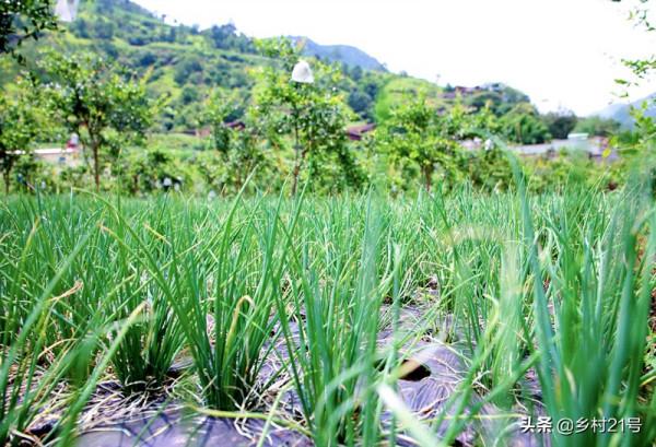 過幾天就到中秋節了，抓緊種植這種蔬菜，附上高產技巧