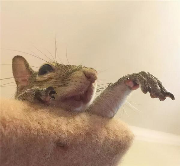 小松鼠說找到新窩啦 小松鼠說找到新窩啦