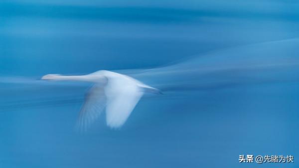 初冬的天鵝湖美成了一幅畫