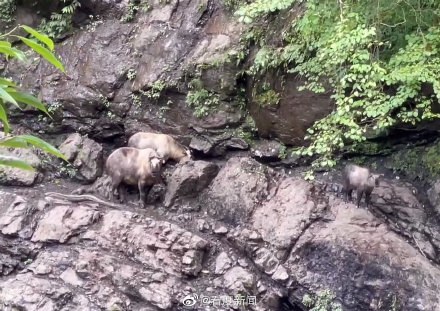 四川巡護員偶遇羚牛一家三口悠閒壓馬路 四川巡護員偶遇羚牛一家三口悠閒壓馬路