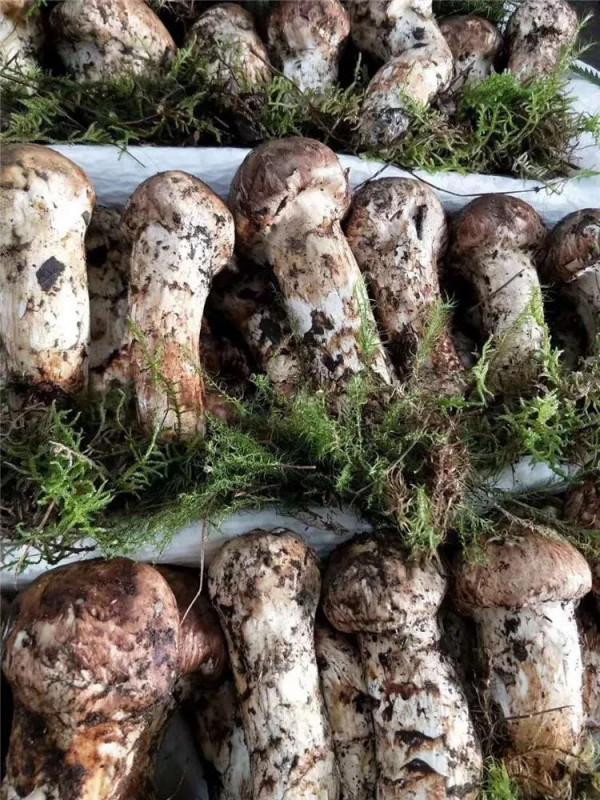 雲南八大野生菌類，食之難以忘懷