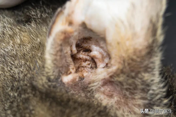 貓把自己舔禿了！是不是嘲笑我禿頂啊？