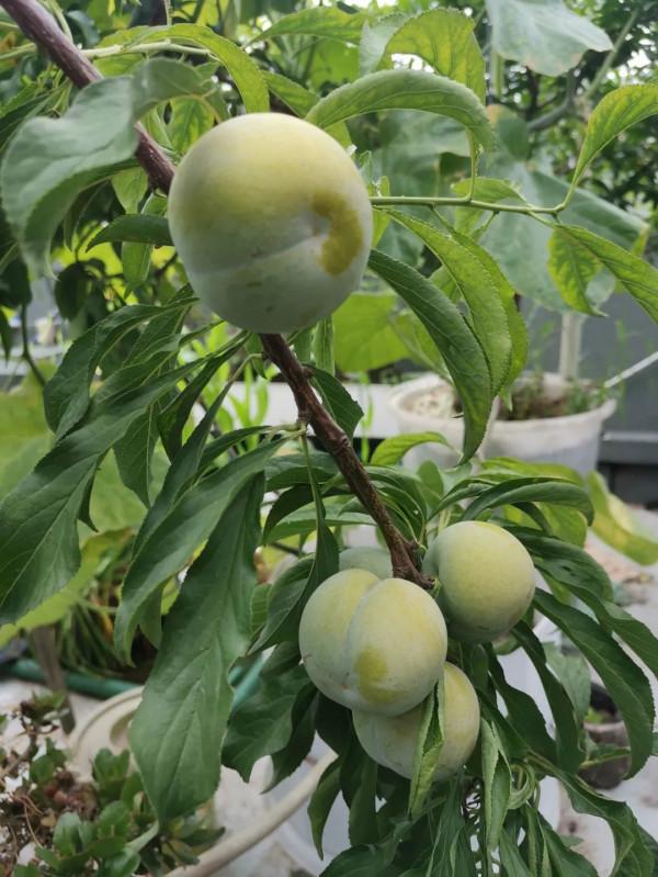 蜂糖李，北方樓頂值得種