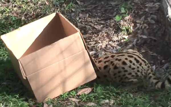 貓咪喜歡紙箱,那大貓呢?8種大型貓科動物實測,結果太可愛 貓咪喜歡紙箱,那大貓呢?8種大型貓科動物實測,結果太可愛