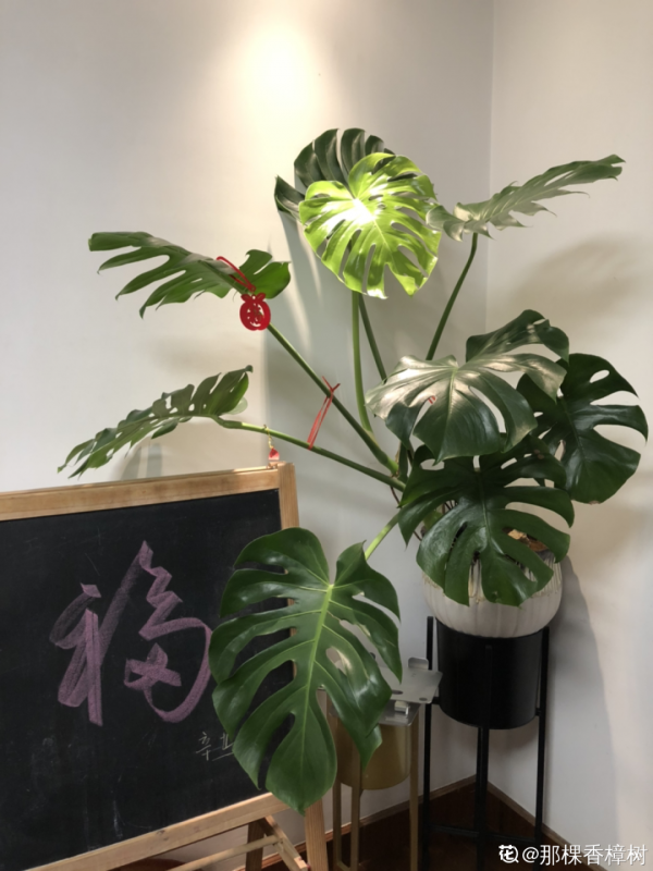 66萬一盆花，是有價無市，還是貨真價實？