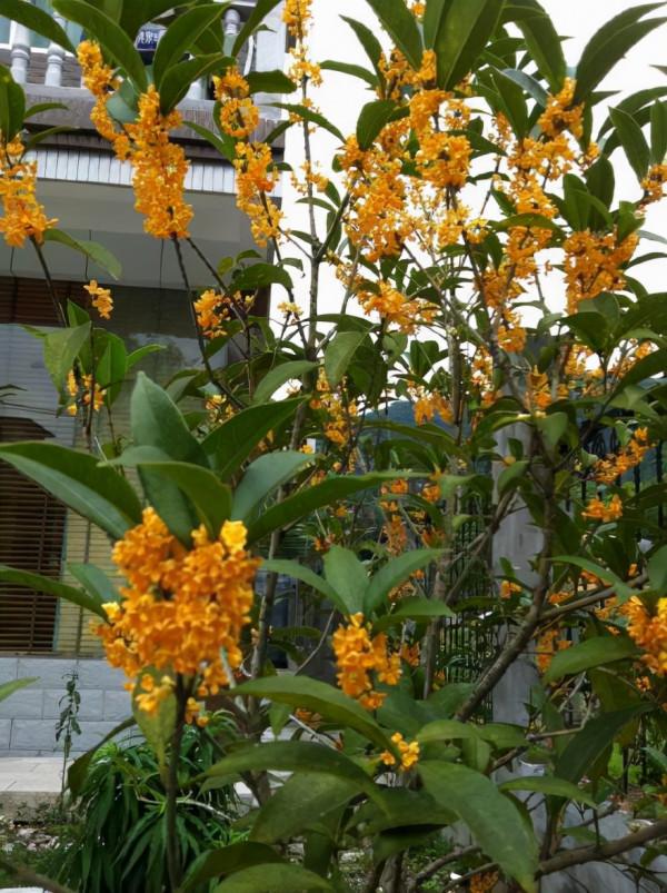 家有院子，種上這2種樹，開花芳香、葉片長青，還極好養