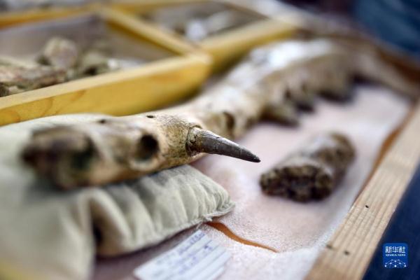 追溯早期鯨從陸地走向海洋的過程 追溯早期鯨從陸地走向海洋的過程