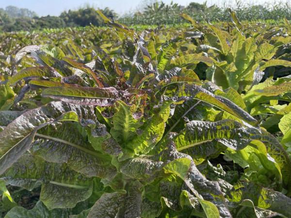 日出而耕有機農場冬季大豐收啦