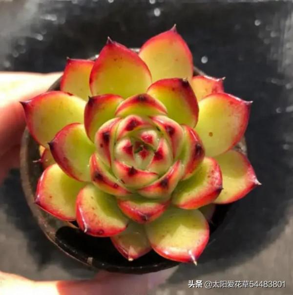 分享秋冬最經典的6種多肉，好養易上色，出狀態美美噠