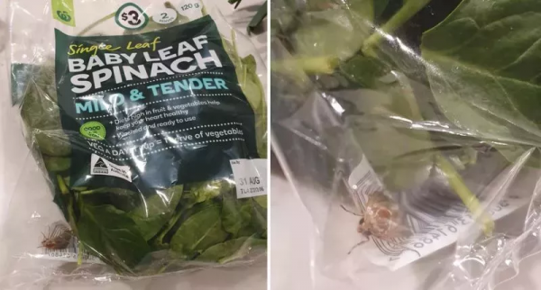 華人小心!最近澳洲超市的葡萄可能致命,吃前必須仔細檢查 華人小心!最近澳洲超市的葡萄可能致命,吃前必須仔細檢查