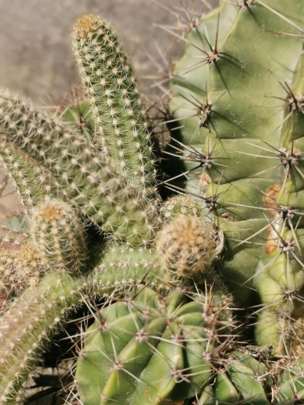 一盆兩景#是怎麼回事！你們遇到過嗎？