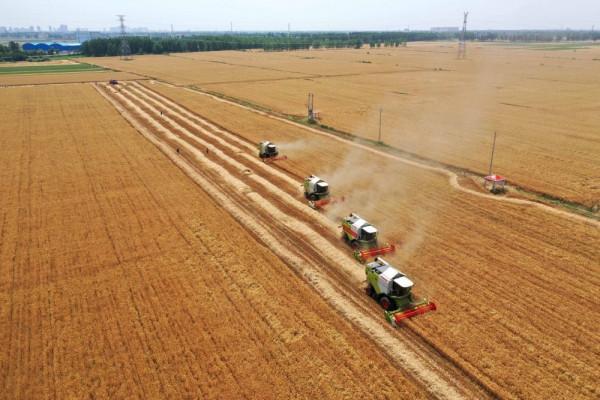 中國糧食自給率最高的4省!黑龍江第一,江西第四,山東竟落榜 中國糧食自給率最高的4省!黑龍江第一,江西第四,山東竟落榜