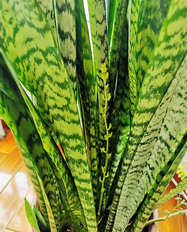 在室內很好養的3樣綠植,葉片繁茂大氣,養護省心賞心悅目 在室內很好養的3樣綠植,葉片繁茂大氣,養護省心賞心悅目