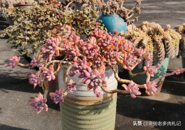多肉冬美人跟秋麗比高低？冬美人皮實更勝一籌，秋麗顏值略勝一分