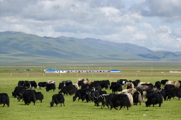 奇觀天下|絕了!60公斤黃金鑄造的全球最大轉經筒就在國內 奇觀天下|絕了!60公斤黃金鑄造的全球最大轉經筒就在國內