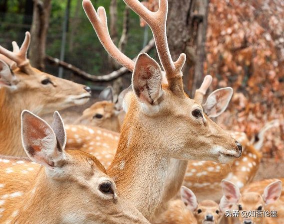 養殖20頭“梅花鹿”，大概一年掙多少錢？養殖戶：算一算就有底了