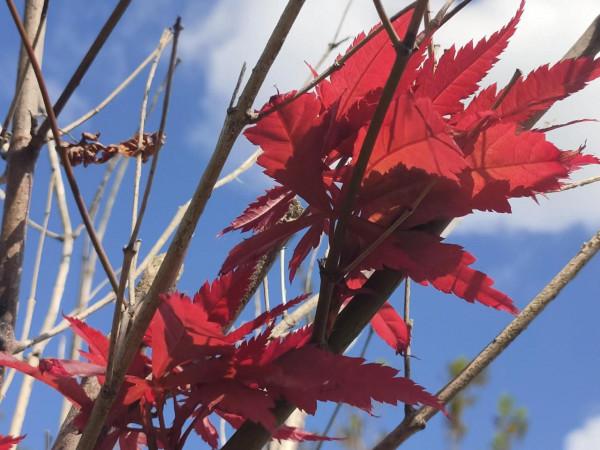 秋夜寒(原創) 秋夜寒(原創)