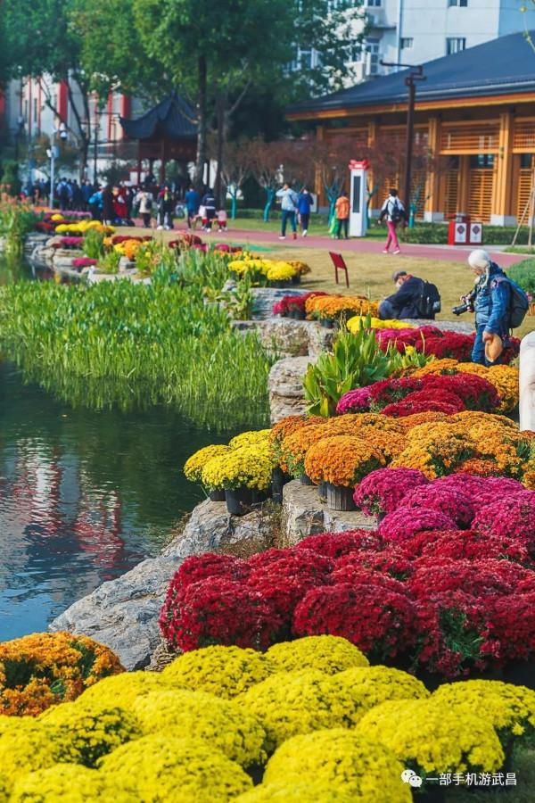 秋遊賞菊,品茗看展,好天氣就出門這樣玩 秋遊賞菊,品茗看展,好天氣就出門這樣玩