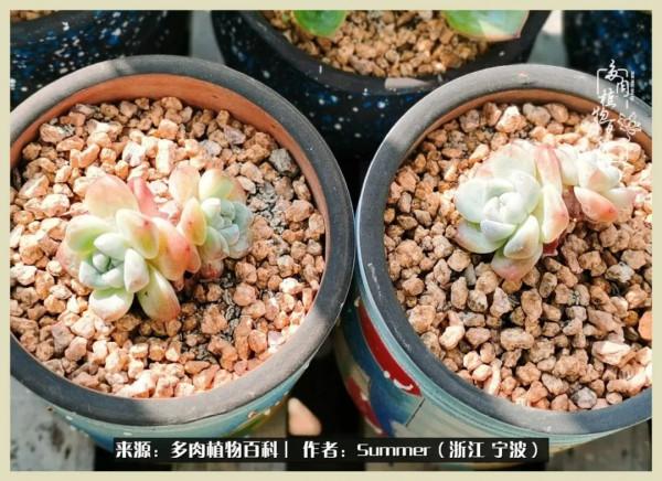多肉小白2個月成功入坑:有我在,你們就負責變美吧 多肉小白2個月成功入坑:有我在,你們就負責變美吧