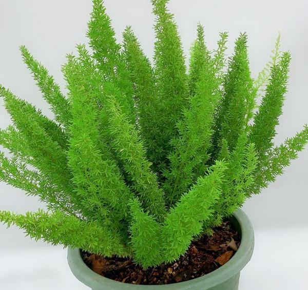 3種花早該進入“黑名單”，養起來太費勁，“毛病”真多